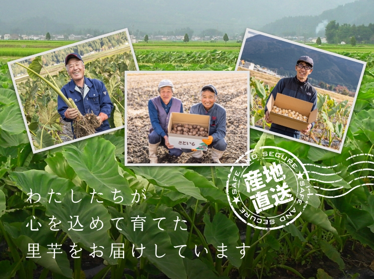 和みファーム 里芋農家 上庄里芋を販売！農家直送で里芋お届け、里芋の煮物レシピ付き(里芋市場)