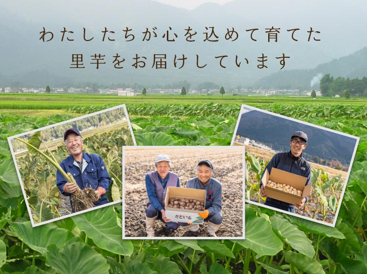 上庄里芋を販売！農家直送で里芋お届け、里芋の煮物レシピ付き(里芋市場)
