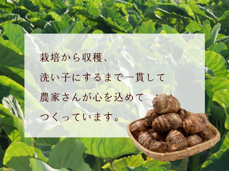 上庄里芋を販売！農家直送で里芋お届け、里芋の煮物レシピ付き(里芋市場)