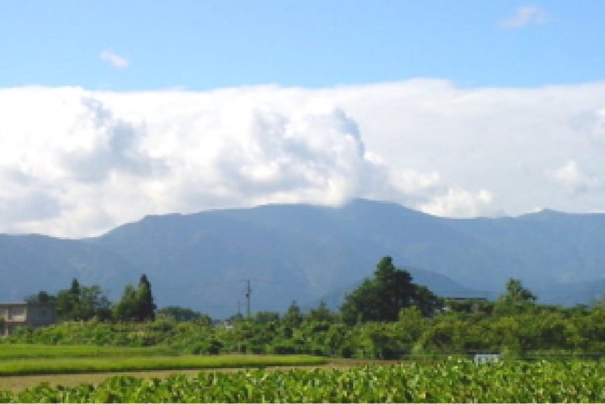 希少な上庄の里芋